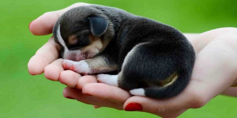 Chó con xuất hiện trong chiêm bao thường mang lại thông điệp tốt lành