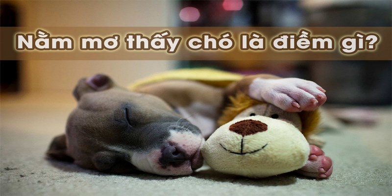 Nằm mộng thấy chó là một gợi ý để đánh đề hôm nay