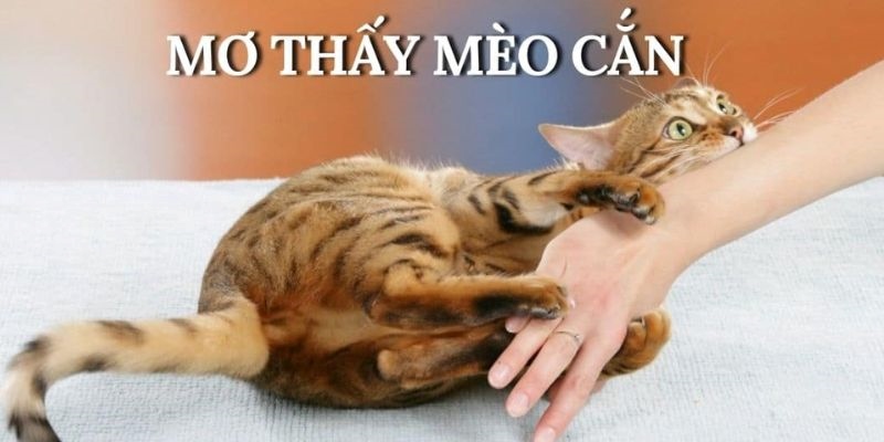 Mơ thấy bị mèo cắn mang nhiều ý nghĩa khác nhau