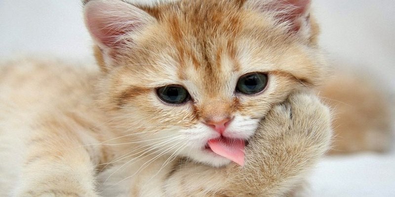 Mơ thấy mèo không đáng lo ngại như bạn nghĩ