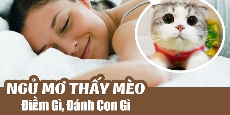 Gợi ý số may mắn cho người mơ thấy mèo