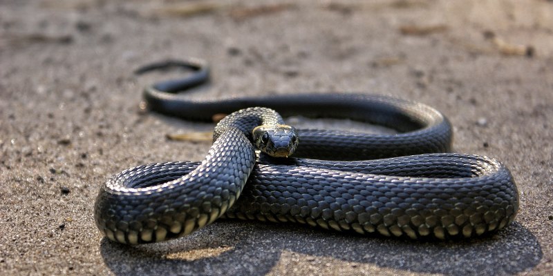 Các kiểu ngủ mơ thấy rắn và ý nghĩa đằng sau của nó