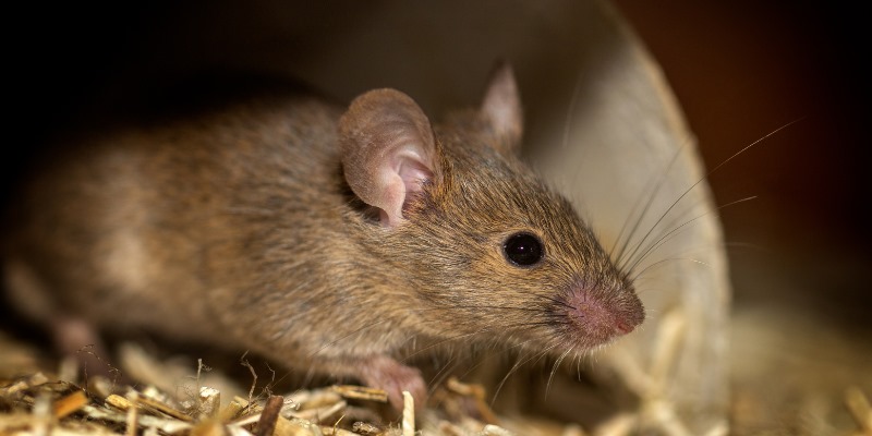 Bí mật đằng sau các giấc mơ thấy chuột là gì?