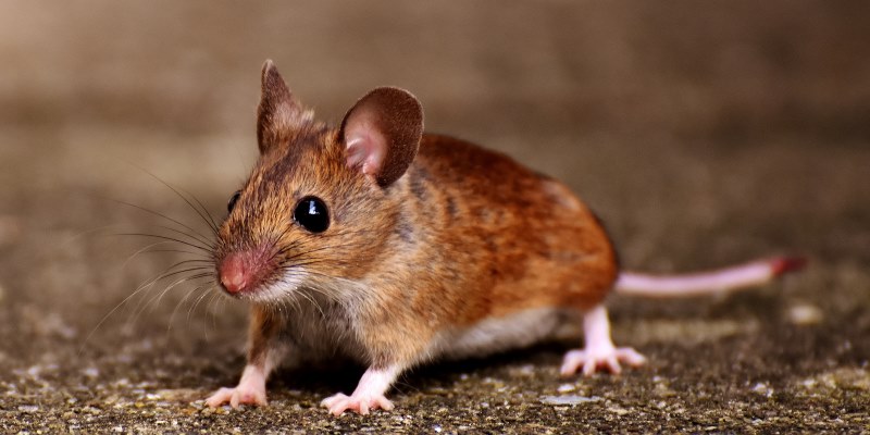 Nên đánh số mấy nếu mơ thấy chuột?